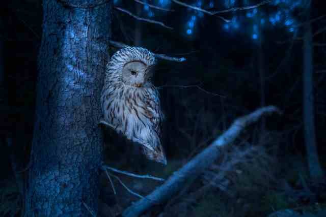 Owl at Home Creating a Safe, Enchanting Space for Nature’s Nocturnal Visitor